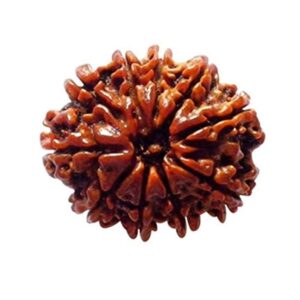 10 Mukhi Rudraksha