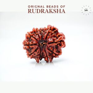 10 Mukhi Rudraksha Nepali Orignal Lab Tested