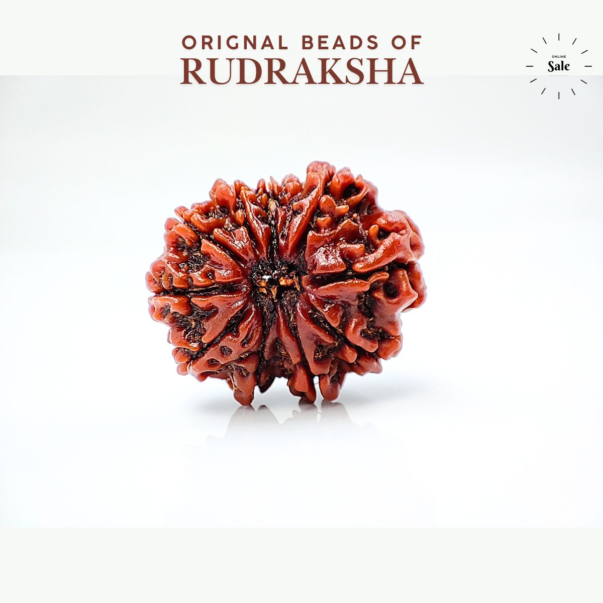 10 Mukhi Rudraksha Nepali Orignal Lab Tested