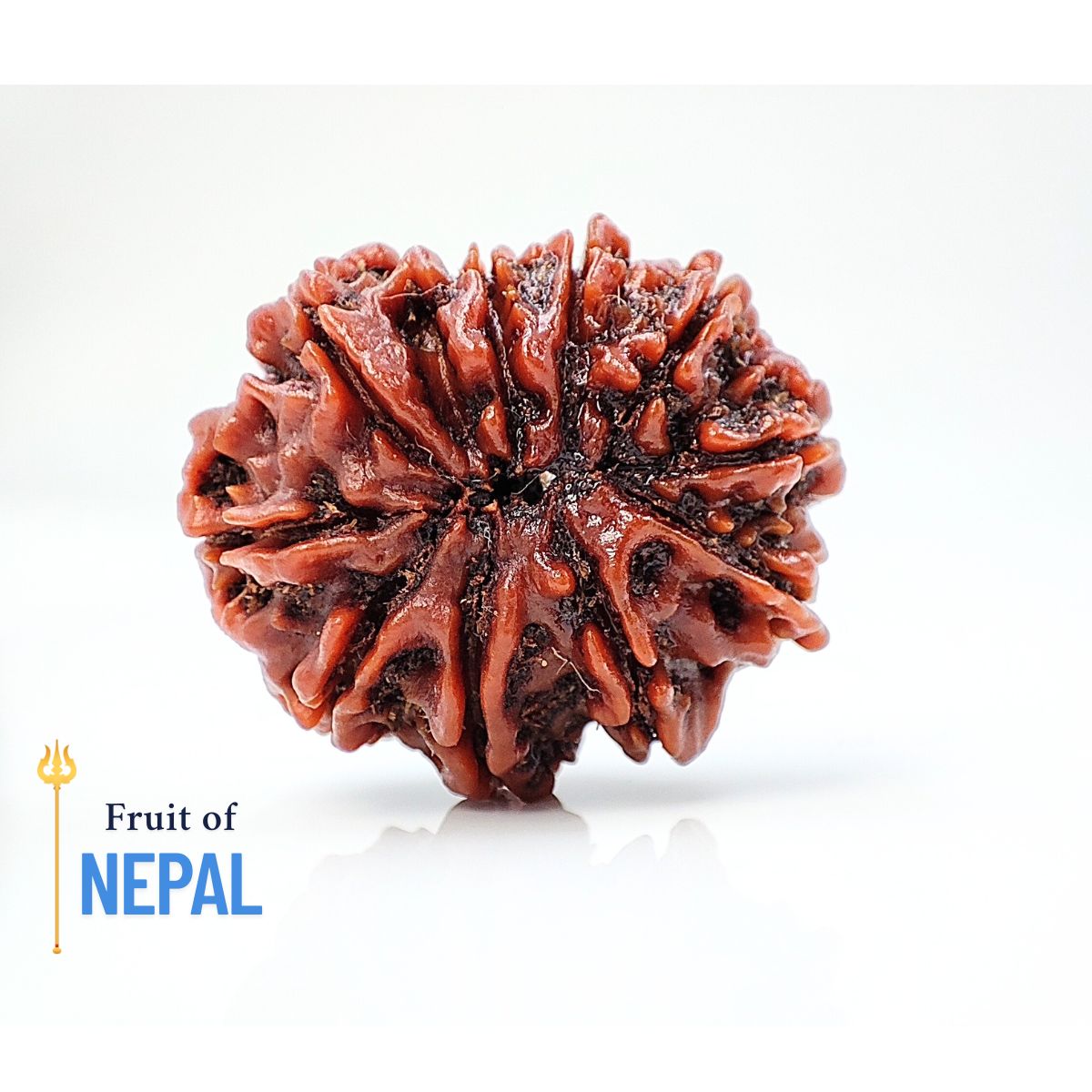 10 Mukhi Rudraksha Nepali Orignal Lab Tested - Image 2