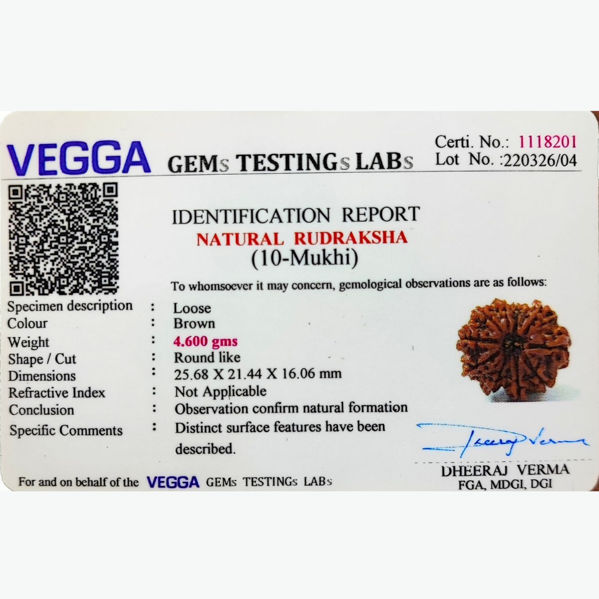 10 Mukhi Rudraksha Nepali Orignal Lab Tested - Image 5
