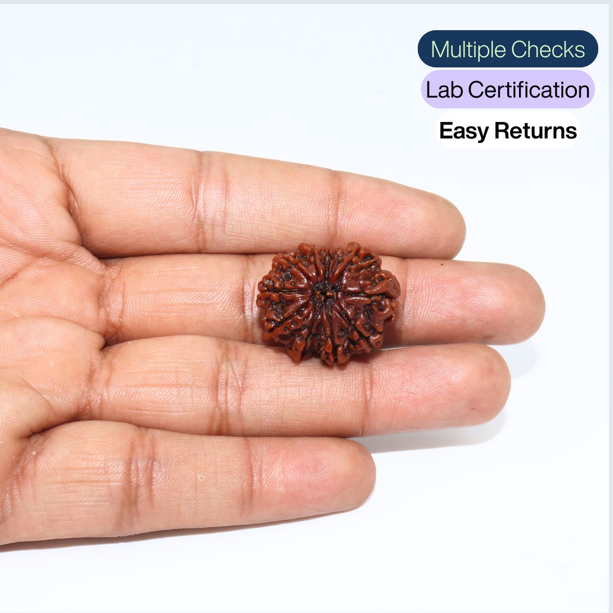 10 Mukhi Rudraksha Nepali Orignal Lab Tested - Image 3