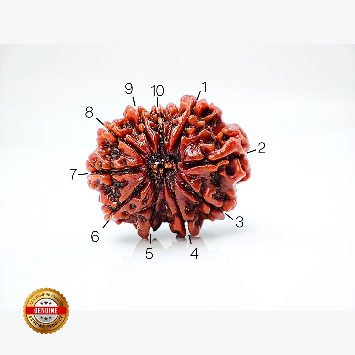 10 Mukhi Rudraksha Nepali Orignal Lab Tested - Image 4