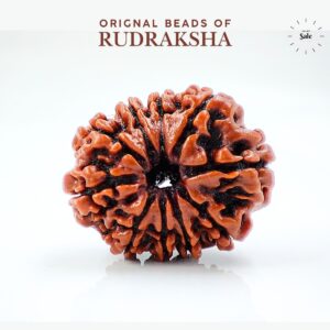 10 Mukhi Rudraksha Nepali Orignal Lab Tested