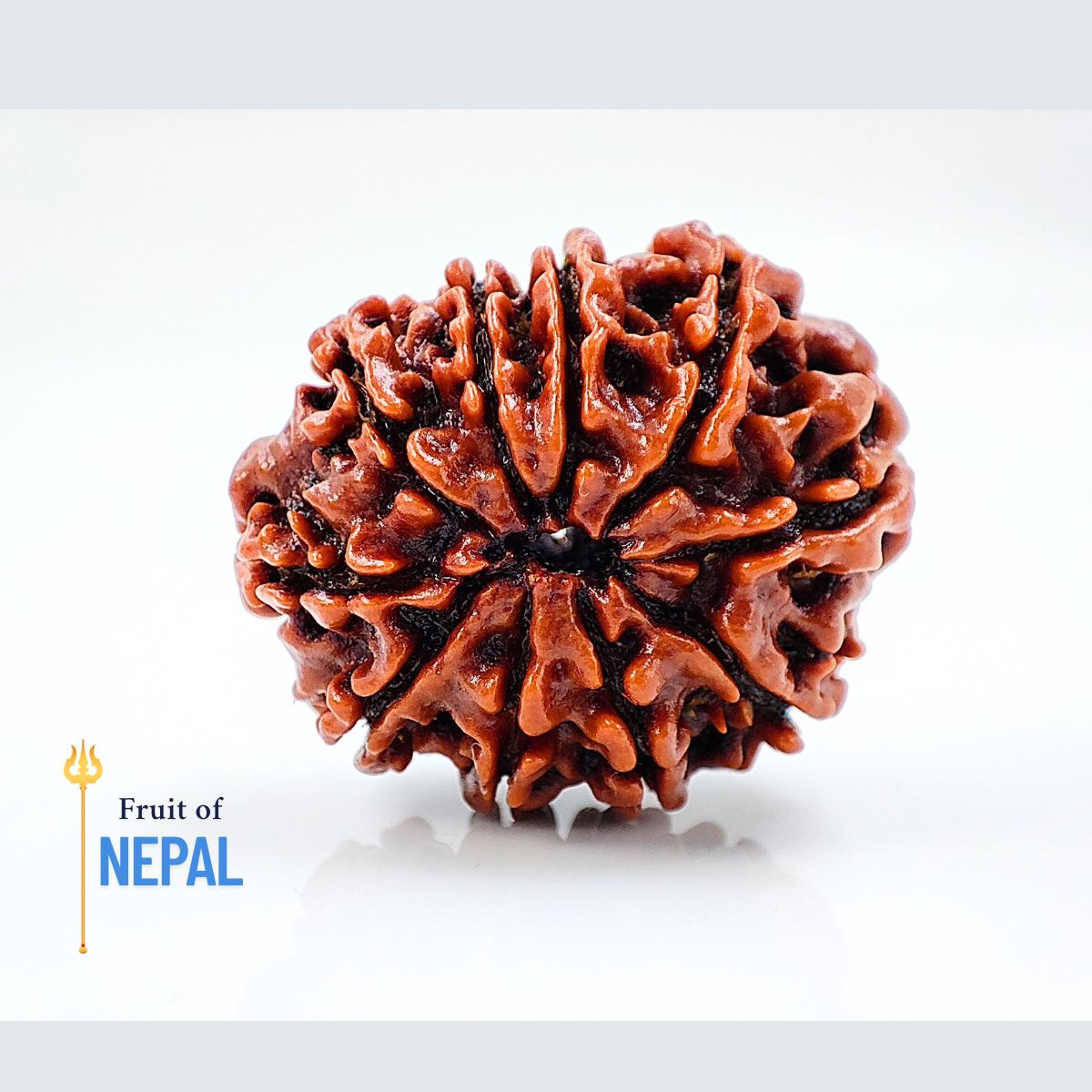 10 Mukhi Rudraksha Nepali Orignal Lab Tested - Image 2