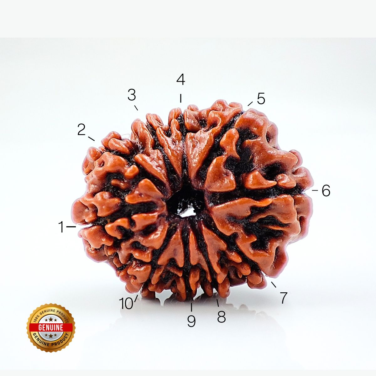 10 Mukhi Rudraksha Nepali Orignal Lab Tested - Image 3