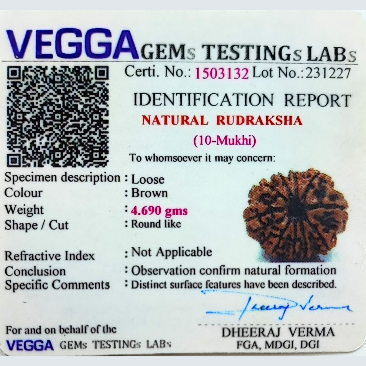 10 Mukhi Rudraksha Nepali Orignal Lab Tested - Image 4