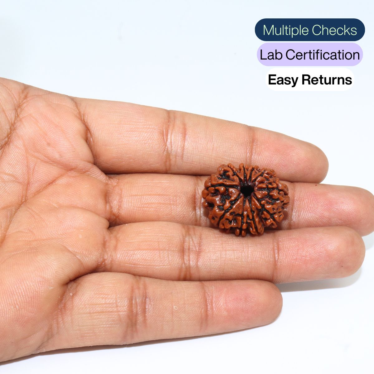 10 Mukhi Rudraksha Nepali Orignal Lab Tested - Image 5
