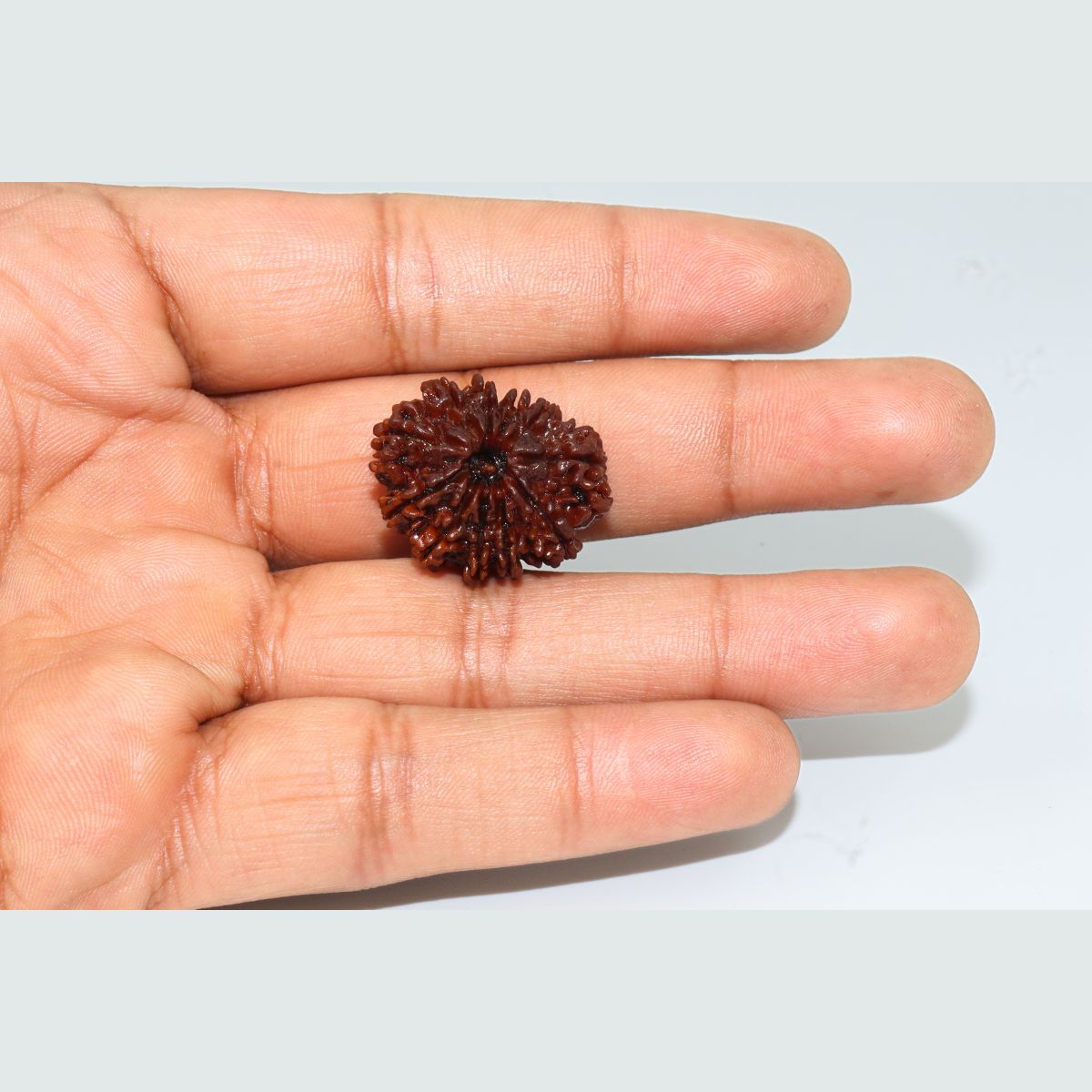 11 Mukhi Rudraksha Nepali Lab Tested Orignal 22MM - Image 2
