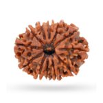 12 Mukhi Rudraksha Nepali Orignal Lab Tested