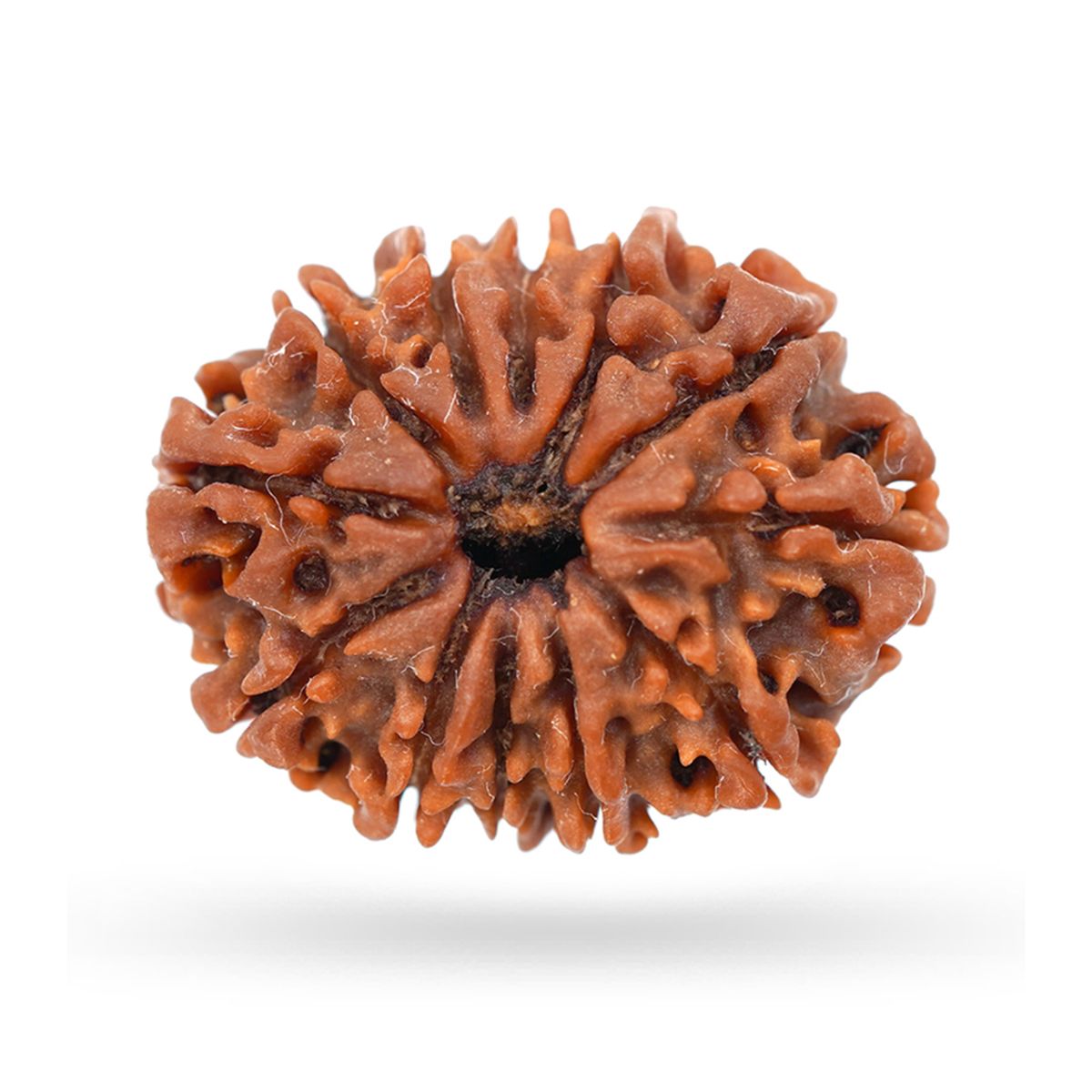 12 Mukhi Rudraksha Nepali Orignal Lab Tested