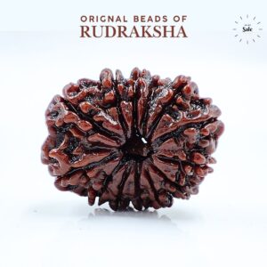 13 Mukhi Rudraksha Nepali Orignal Lab Tested