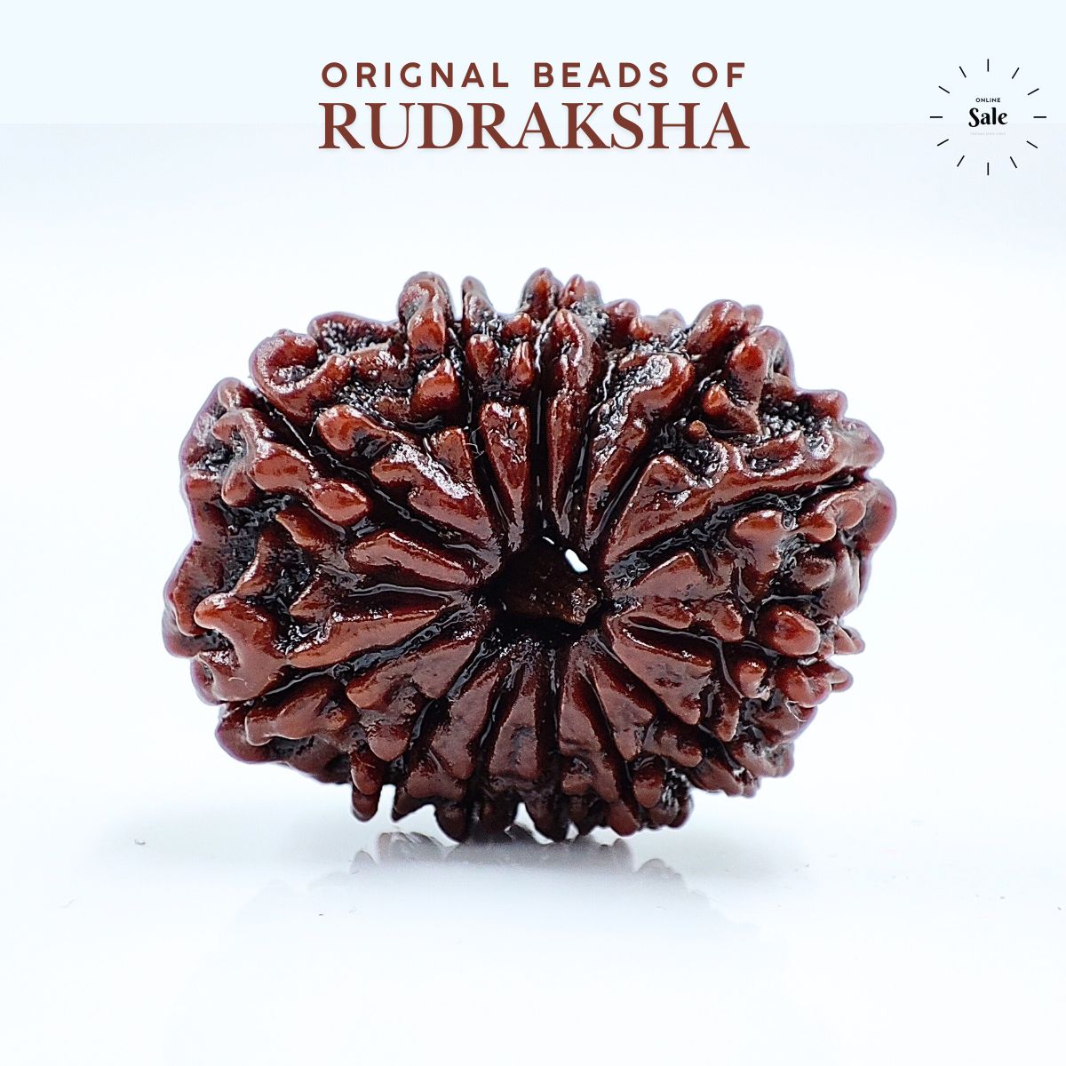 13 Mukhi Rudraksha Nepali Orignal Lab Tested