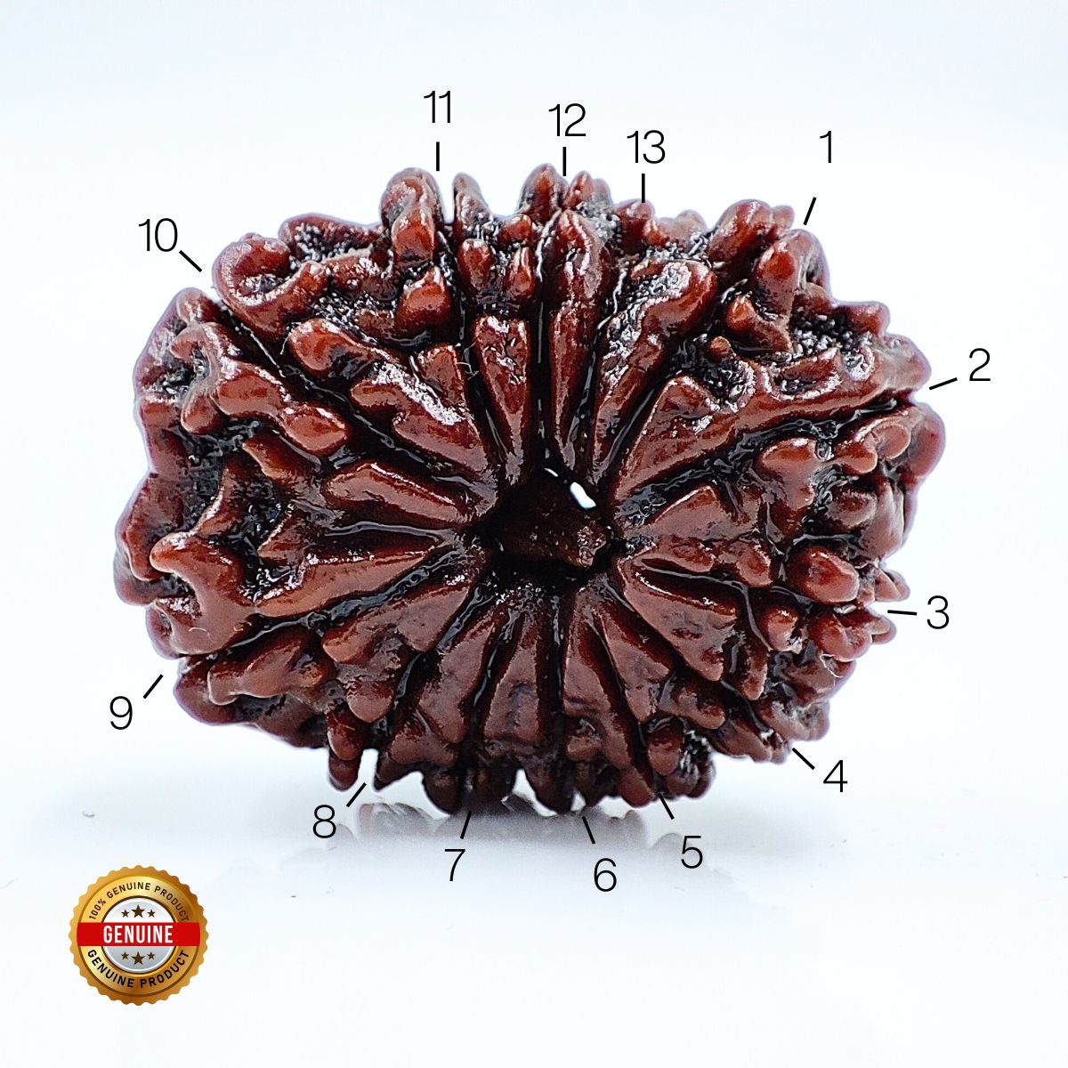 13 Mukhi Rudraksha Nepali Orignal Lab Tested - Image 2