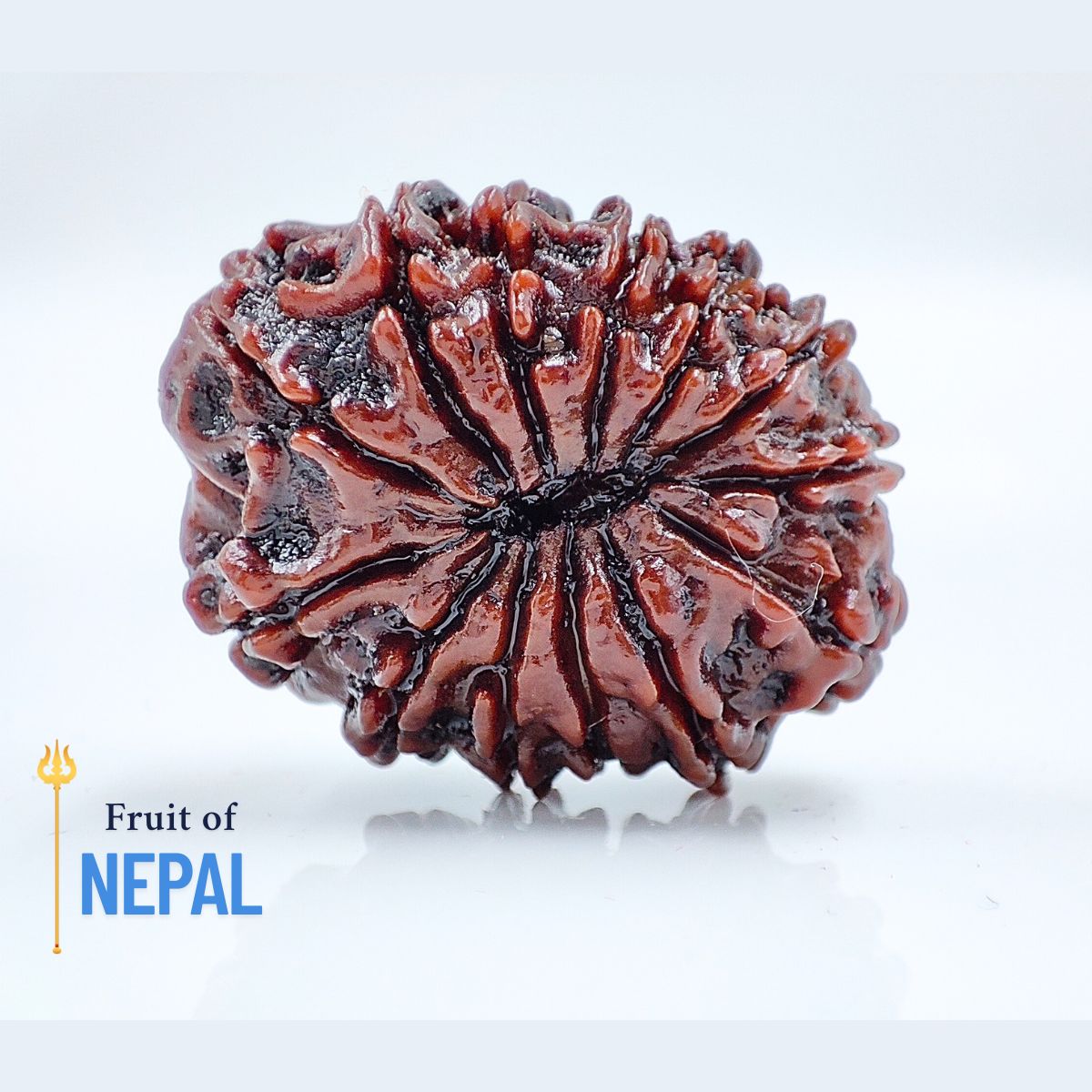 13 Mukhi Rudraksha Nepali Orignal Lab Tested - Image 3