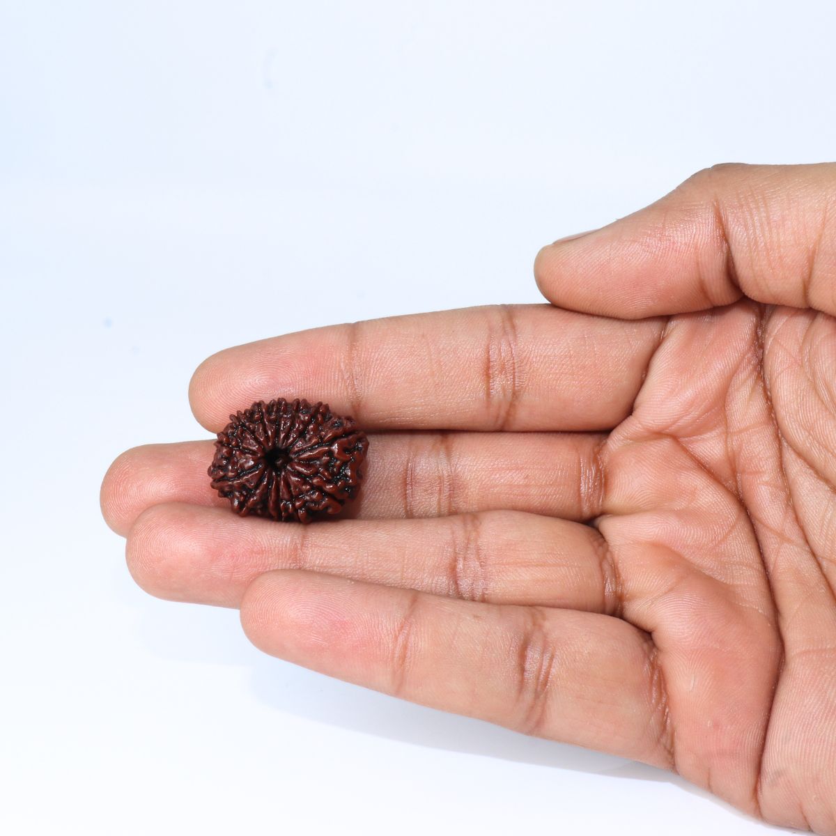 13 Mukhi Rudraksha Nepali Orignal Lab Tested - Image 4