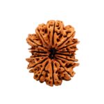 14 Mukhi Rudraksha Nepali Orignal Lab Tested