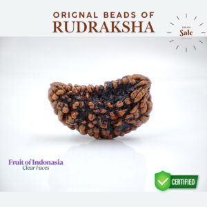 Ek mukhi Rudraksha Indonasian Kaju dana XXL