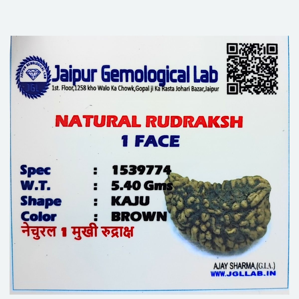 Ek mukhi Rudraksha Indonasian Kaju dana XXL - Image 3
