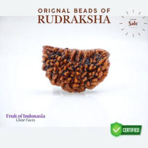 Ek mukhi Rudraksha Indonasian Kaju dana XXL
