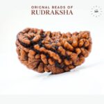 Ek mukhi Rudraksha Indonasian Kaju dana XXL