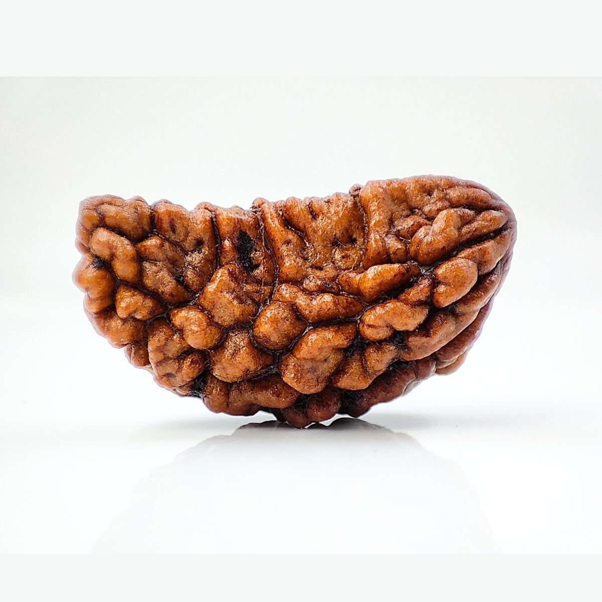 Ek mukhi Rudraksha Indonasian Kaju dana XXL - Image 2