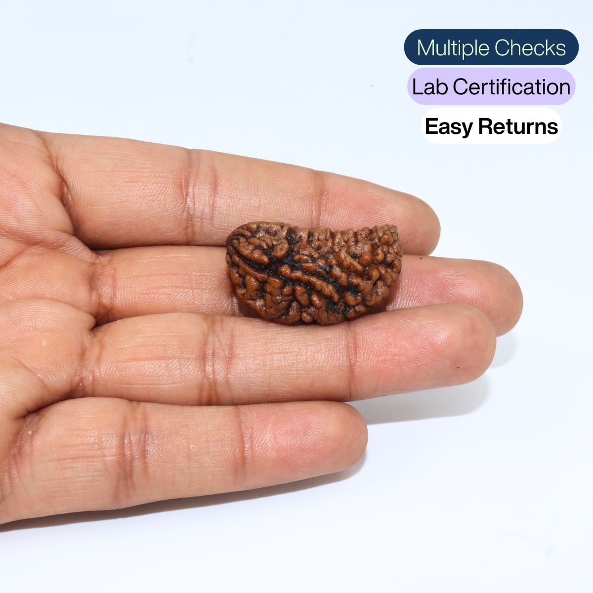Ek mukhi Rudraksha Indonasian Kaju dana XXL - Image 3