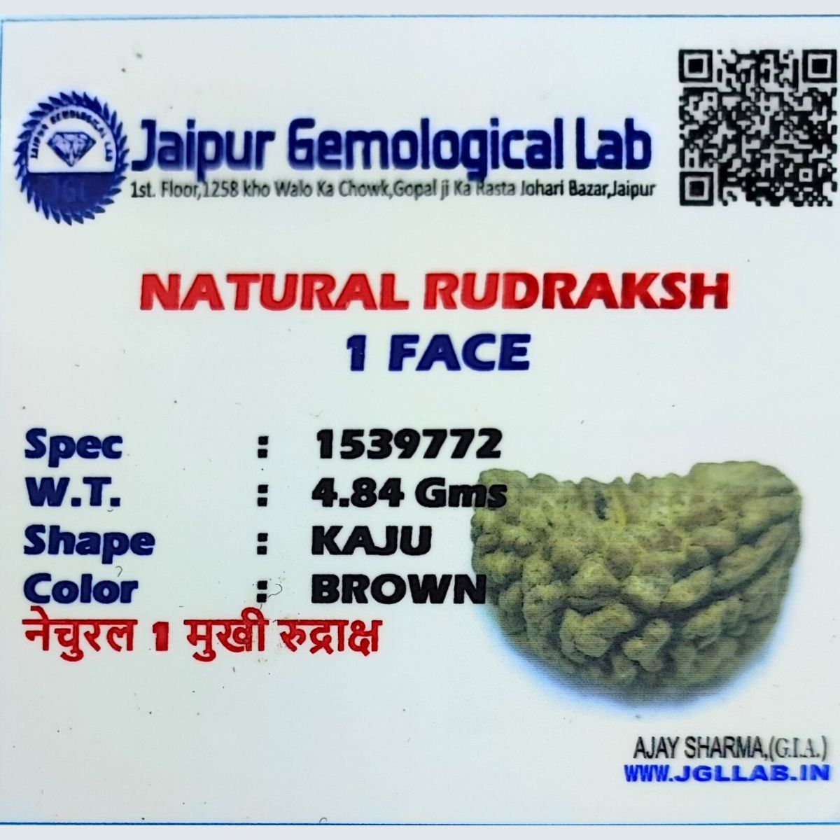 Ek mukhi Rudraksha Indonasian Kaju dana XXL - Image 4