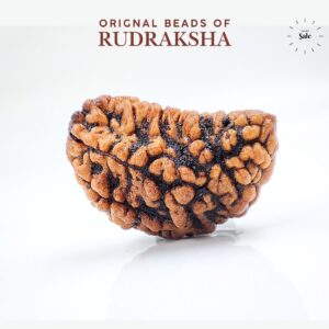 Ek mukhi Rudraksha Indonasian Kaju dana XXL