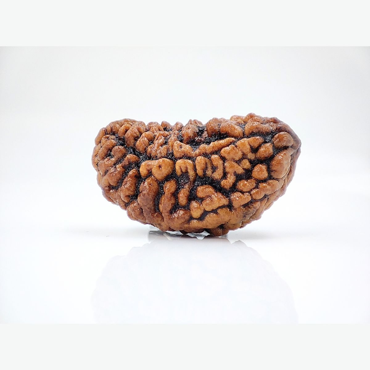 Ek mukhi Rudraksha Indonasian Kaju dana XXL - Image 2