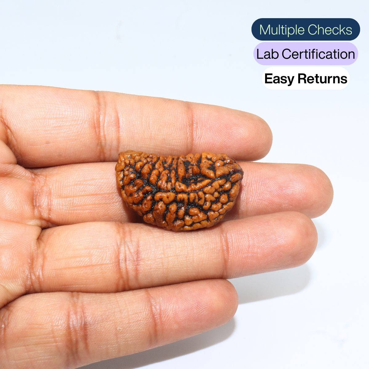 Ek mukhi Rudraksha Indonasian Kaju dana XXL - Image 3