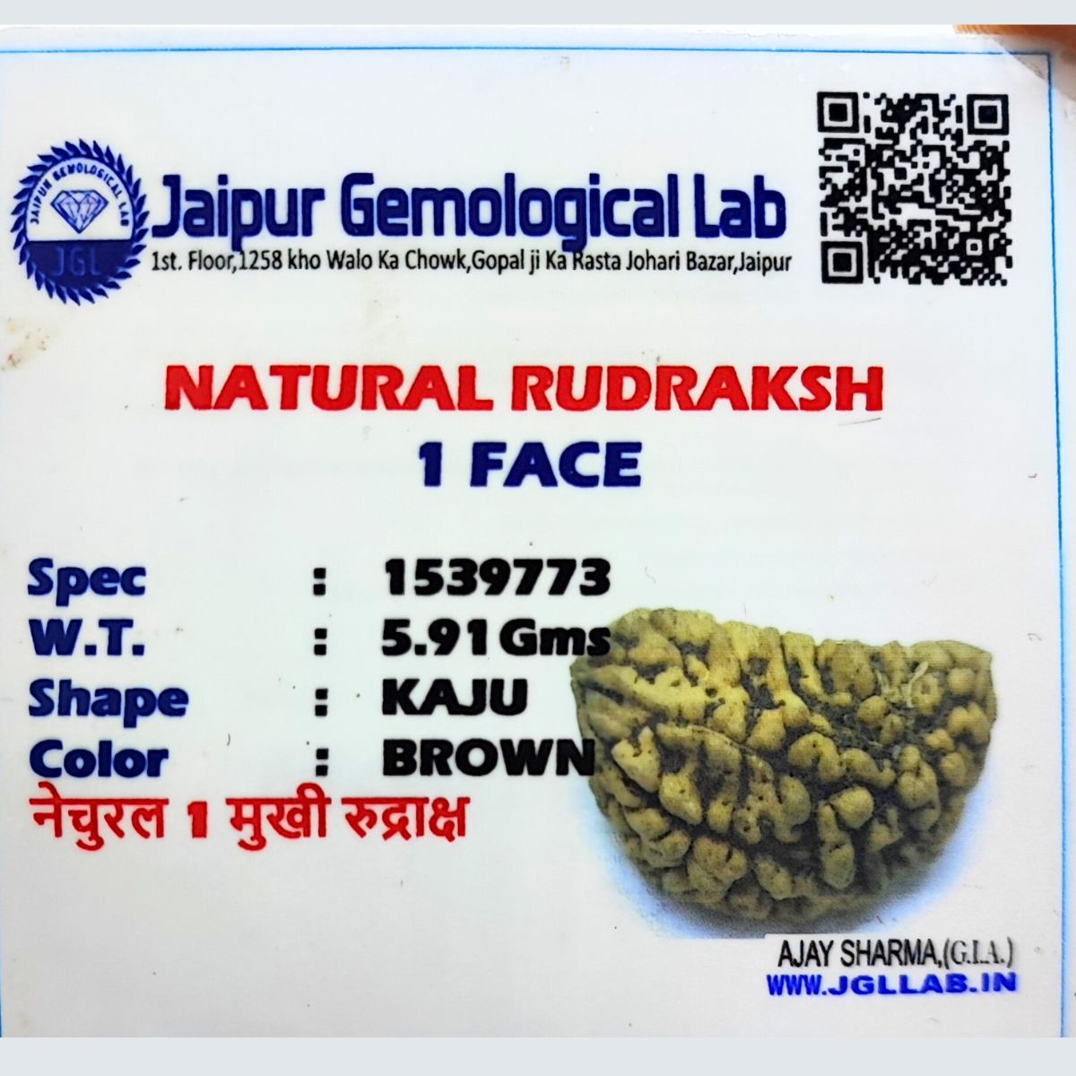 Ek mukhi Rudraksha Indonasian Kaju dana XXL - Image 4