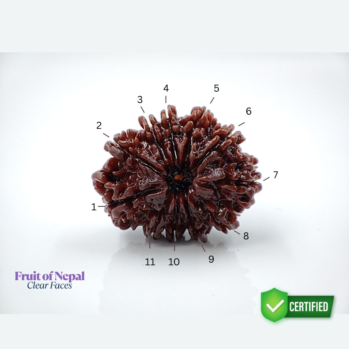 11 Mukhi Rudraksha Nepali Lab Tested Orignal 22MM - Image 3