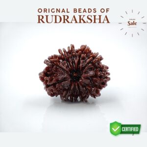 11 Mukhi Rudraksha Nepali Lab Tested Orignal 22MM