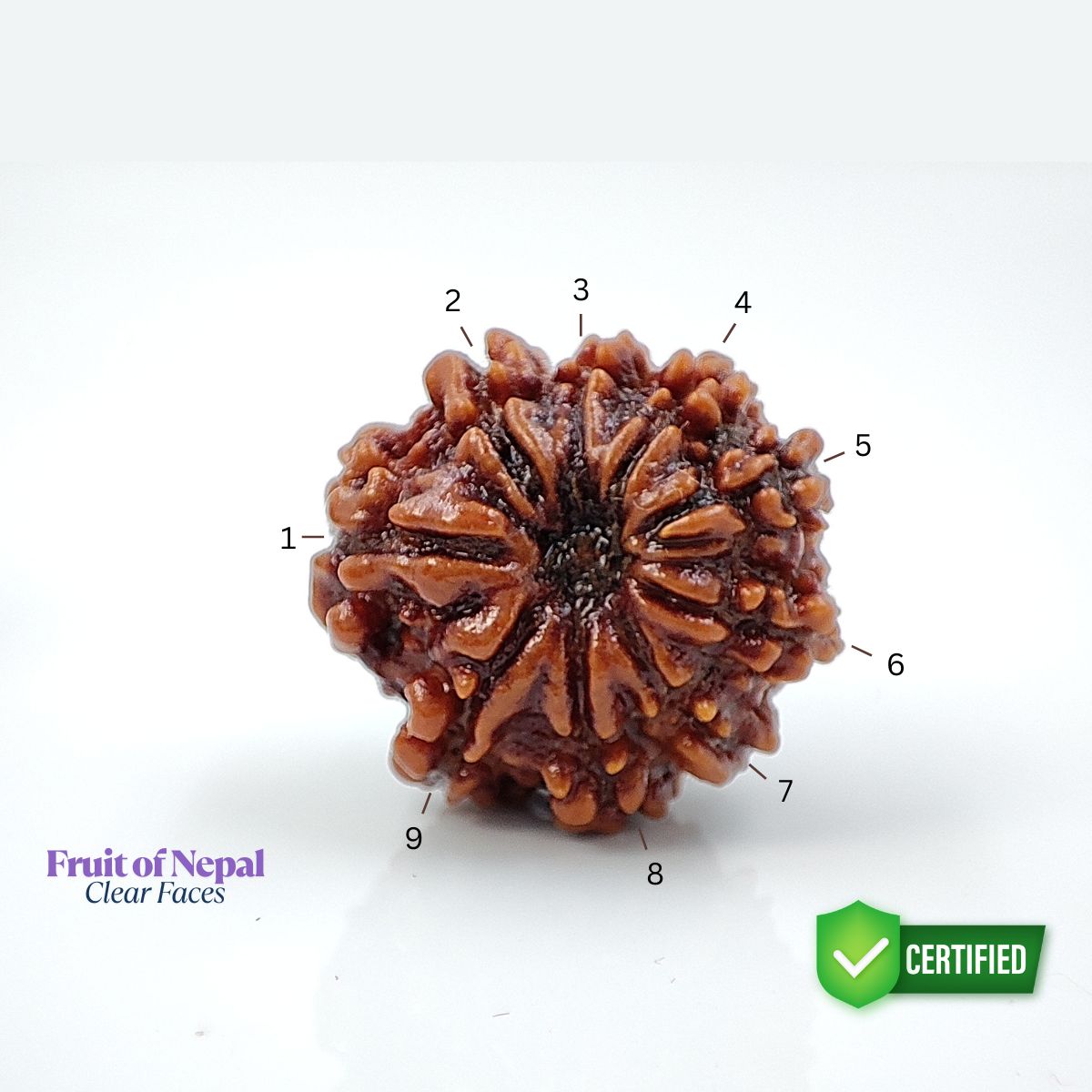 9 Mukhi Rudraksha Nepali Lab Tested Orignal 22MM - Image 2
