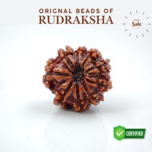 9 Mukhi Rudraksha Nepali Lab Tested Orignal 22MM