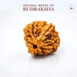 2 Mukhi Rudraksha Indonasian Orignal Lab Tested