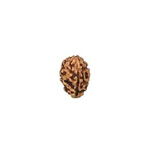3 Mukhi Rudraksha Indonsian Orignal Lab Tested
