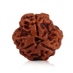 3 Mukhi Rudraksha Nepali Orignal Lab Tested