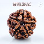 5 Mukhi Rudraksha Nepali Orignal Lab Certified