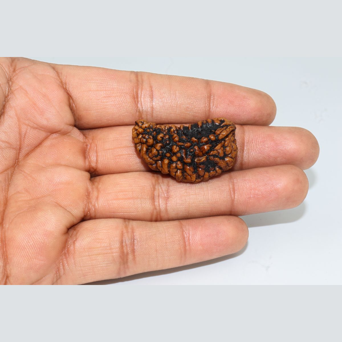 Ek mukhi Rudraksha Indonasian Kaju dana XXL - Image 2