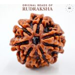 7 Mukhi Rudraksha Nepali Orignal Lab Tested