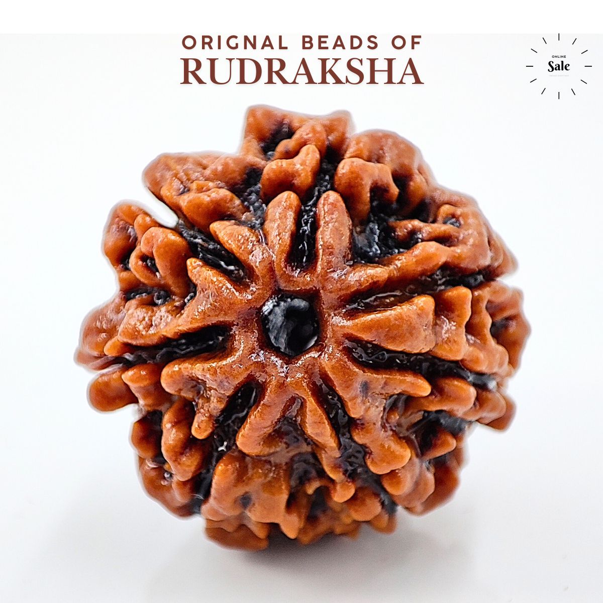 7 Mukhi Rudraksha Nepali Orignal Lab Tested