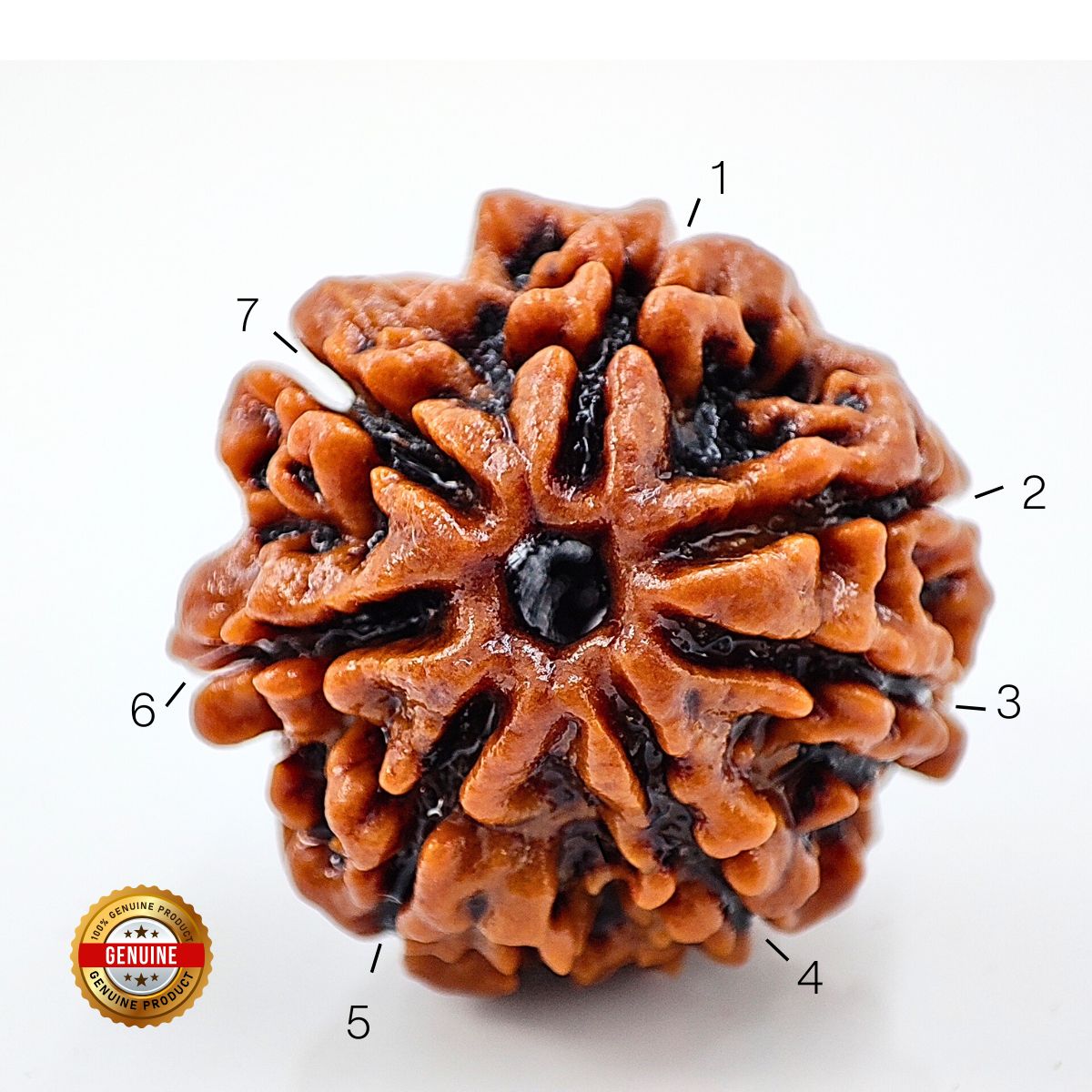 7 Mukhi Rudraksha Nepali Orignal Lab Tested - Image 2