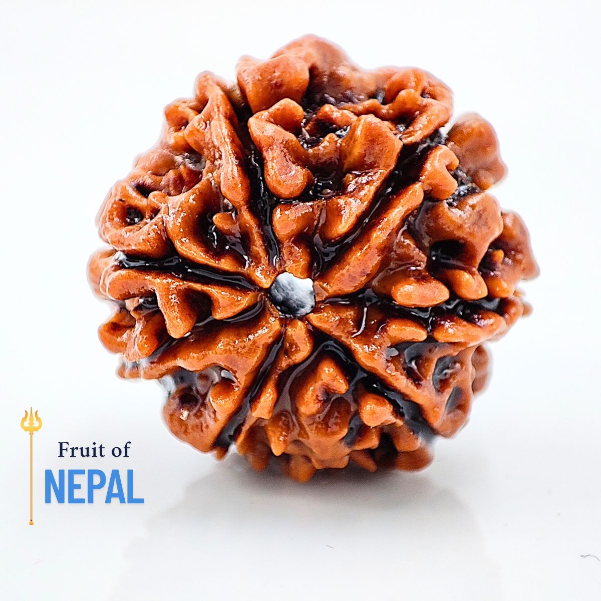 7 Mukhi Rudraksha Nepali Orignal Lab Tested - Image 3
