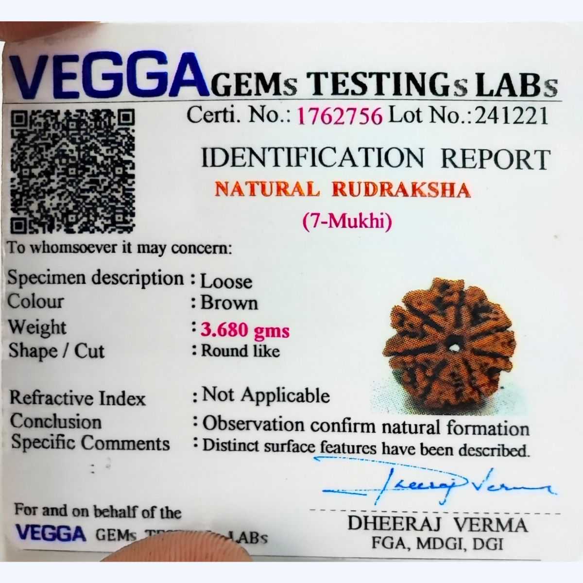 7 Mukhi Rudraksha Nepali Orignal Lab Tested - Image 4