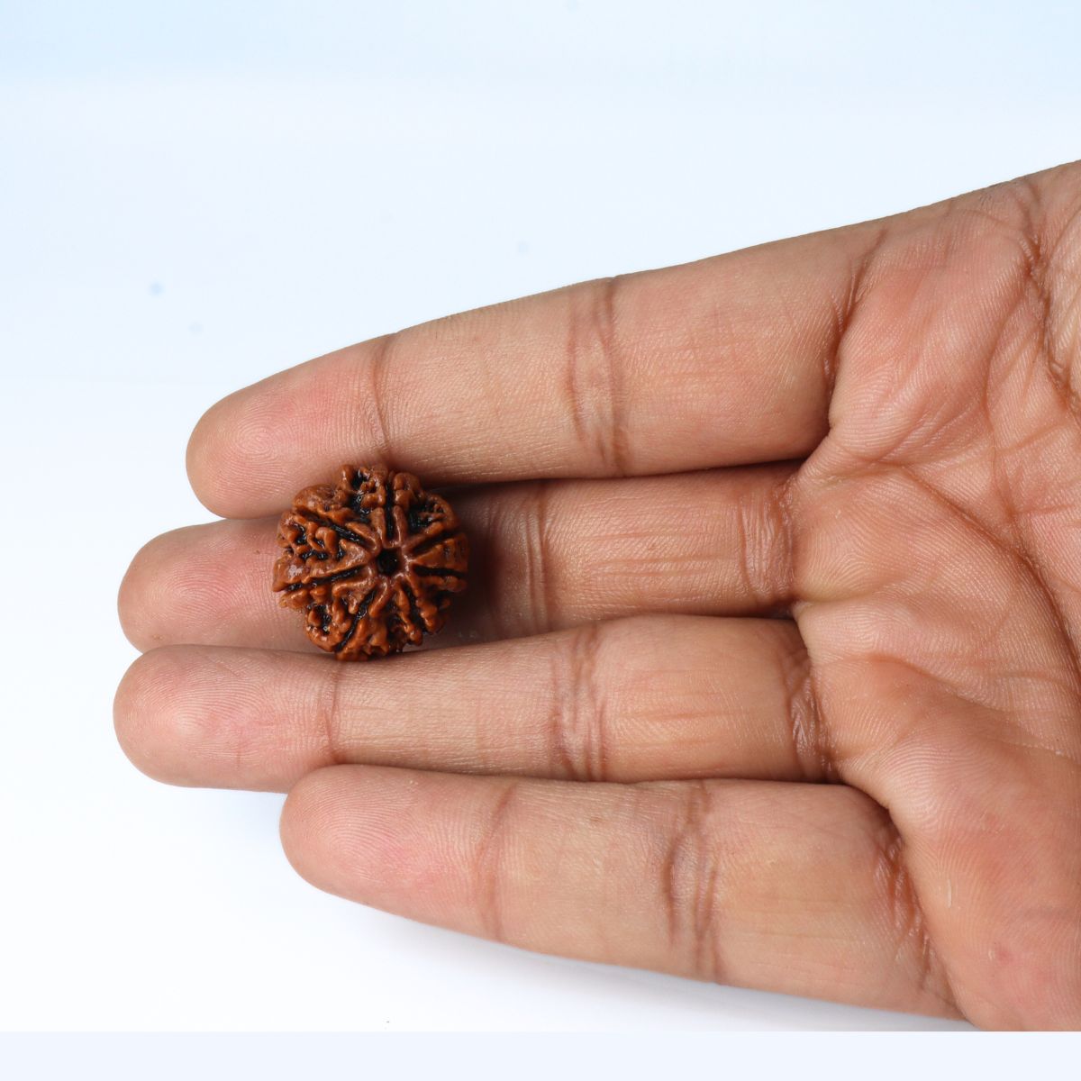 7 Mukhi Rudraksha Nepali Orignal Lab Tested - Image 5