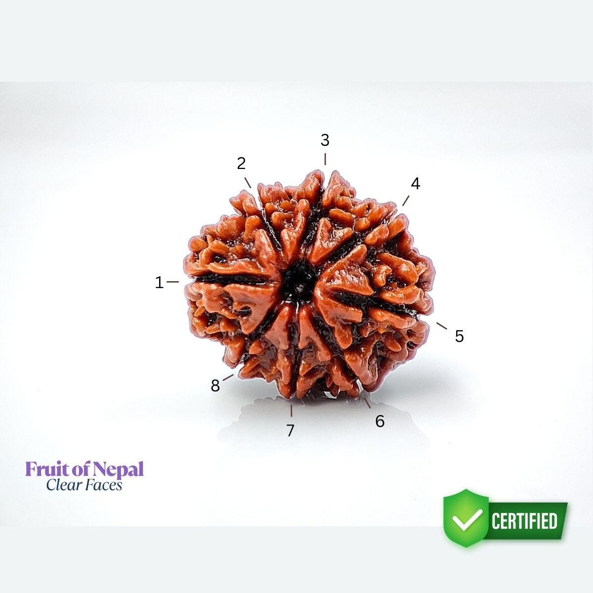 8 Mukhi Rudraksha Nepali Lab Certified - Image 3