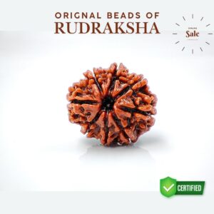 8 Mukhi Rudraksha Nepali Lab Certified