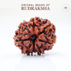 8 Mukhi Rudraksha Nepali Lab Certified